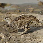 Francolin à double éperon