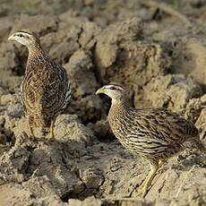 Francolin à double éperon