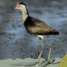 Jacana à crête