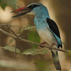 Martin-chasseur à poitrine bleue