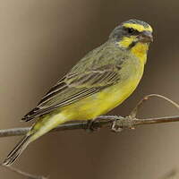 Serin du Mozambique