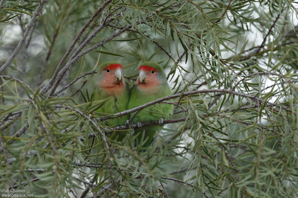 Rosy-faced Lovebirdadult, habitat