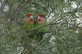 Rosy-faced Lovebird