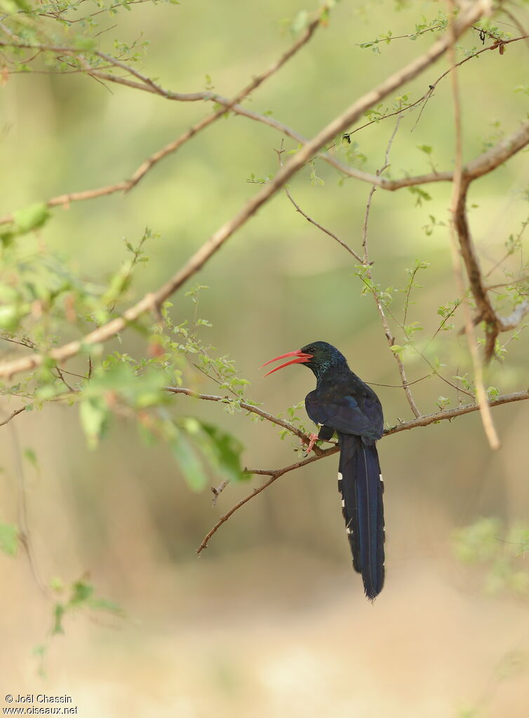 Green Wood Hoopoe, identification