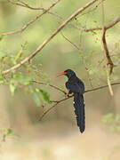 Green Wood Hoopoe