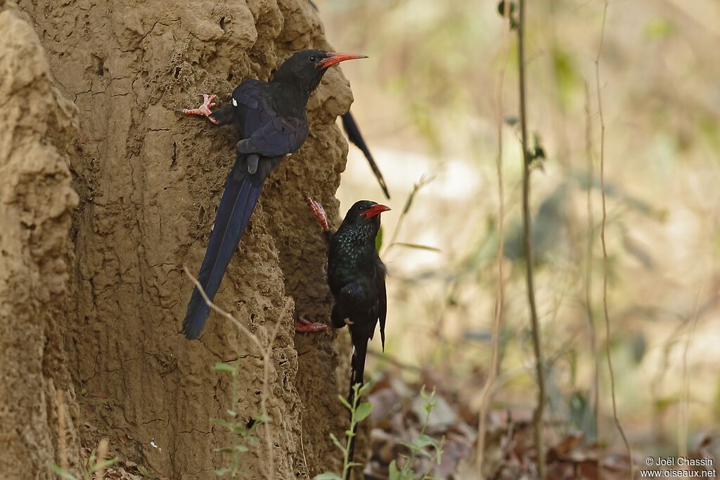 Green Wood Hoopoe, identification