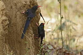 Green Wood Hoopoe