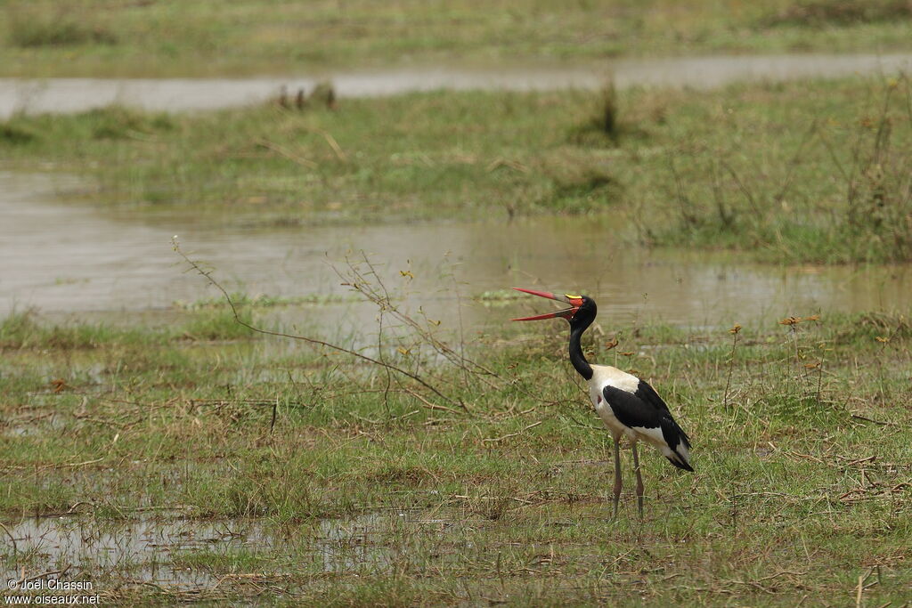 Saddle-billed Stork, identification