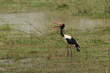 Jabiru d'Afrique