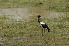 Jabiru d'Afrique