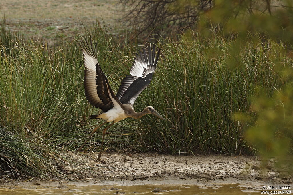 Jabiru d'Afriqueimmature, identification