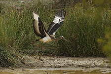 Jabiru d'Afrique