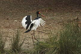 Saddle-billed Stork