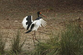 Jabiru d'Afrique