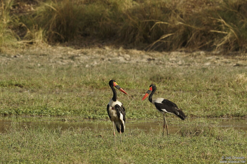 Jabiru d'Afrique, identification