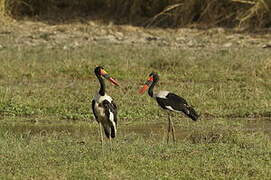 Jabiru d'Afrique