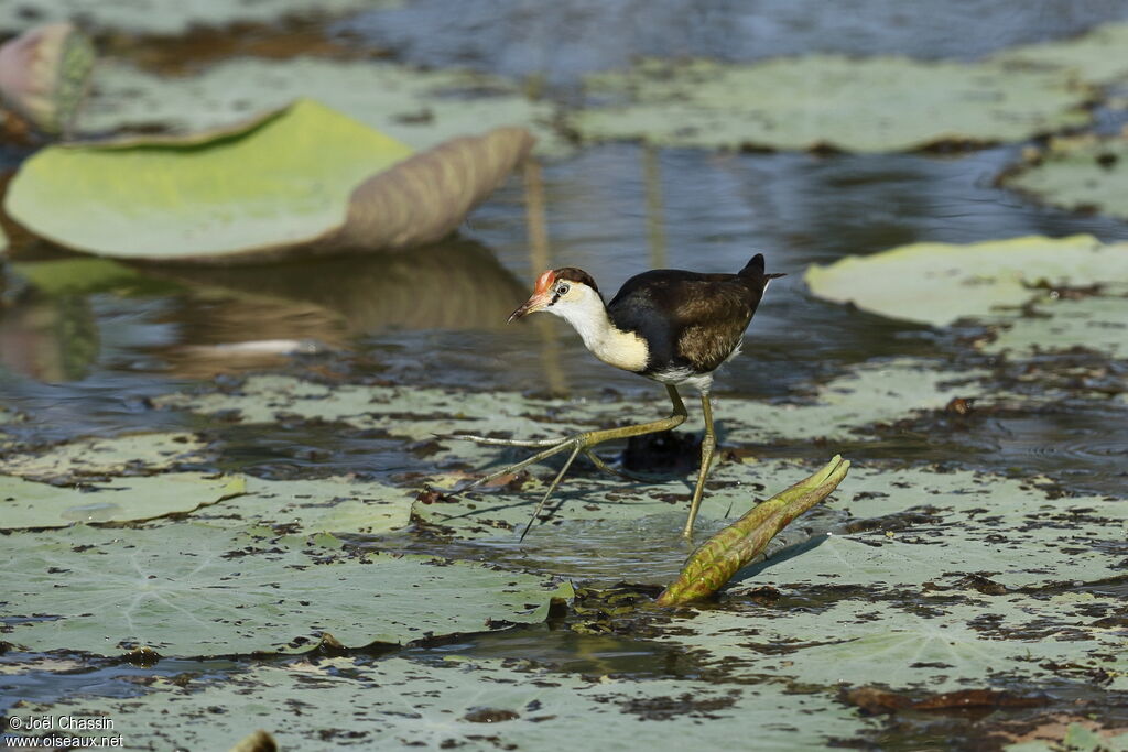 Comb-crested Jacana, identification