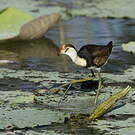 Jacana à crête
