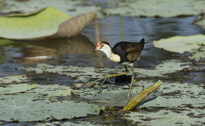 Jacana à crête