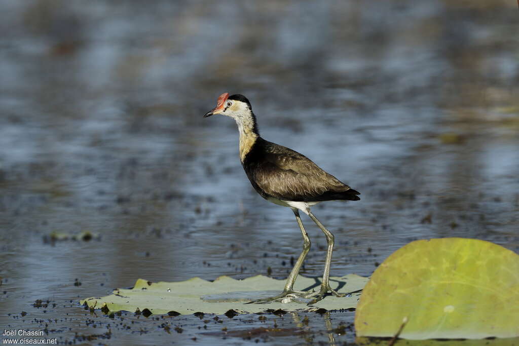 Jacana à crêteadulte, identification