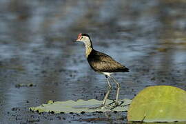 Jacana à crête