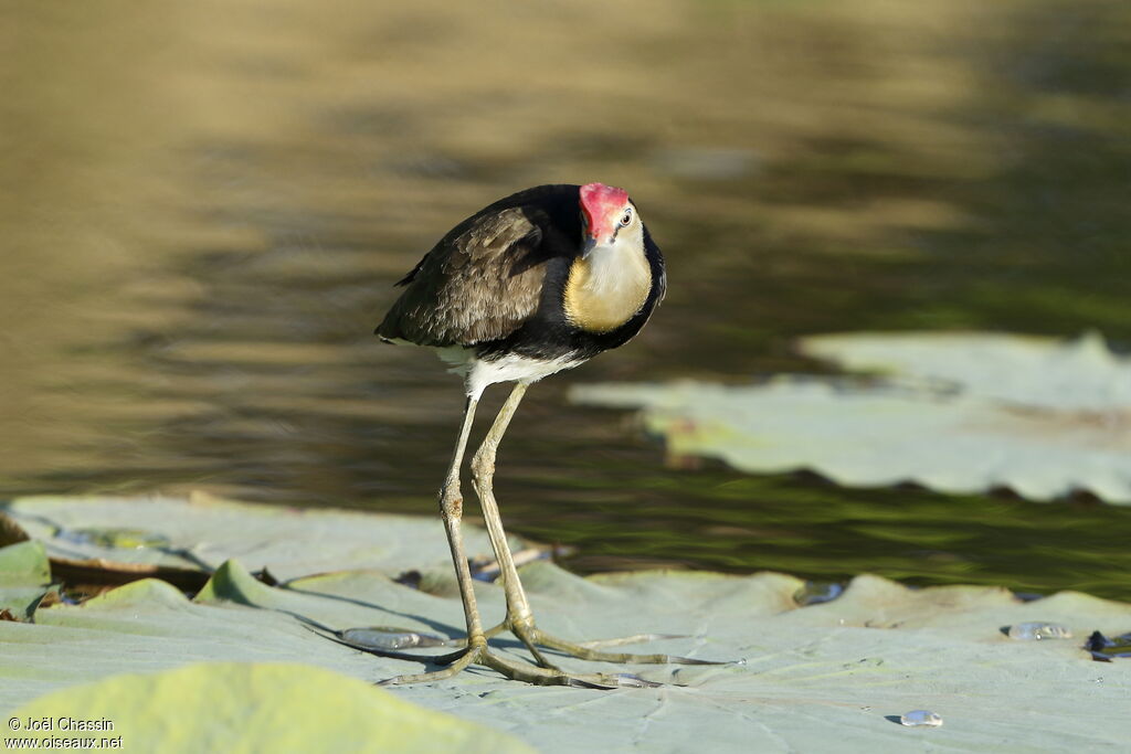 Jacana à crête, identification