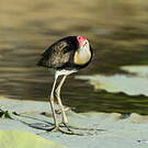 Jacana à crête