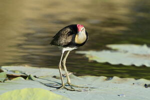 Jacana à crête