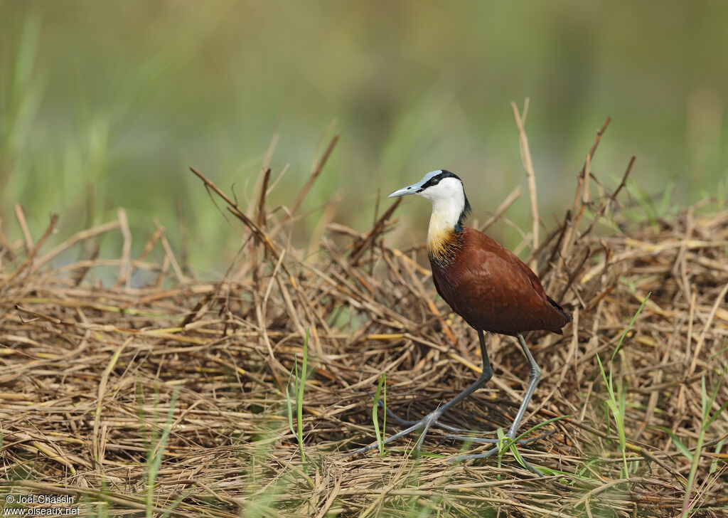 Jacana à poitrine dorée, identification