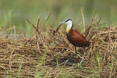 Jacana à poitrine dorée