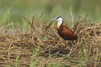 Jacana à poitrine dorée