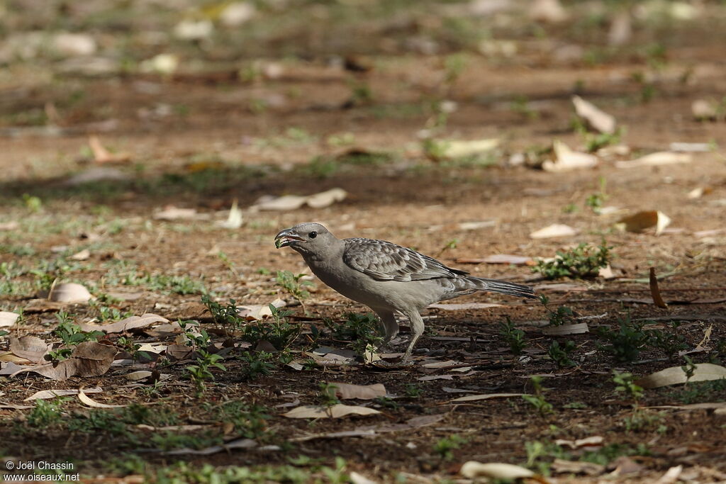 Great Bowerbird, identification