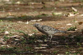 Great Bowerbird