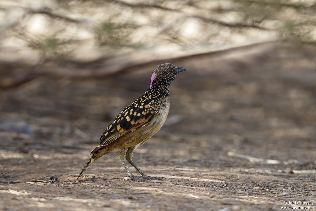 Western Bowerbird male, identification, walking