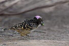 Western Bowerbird