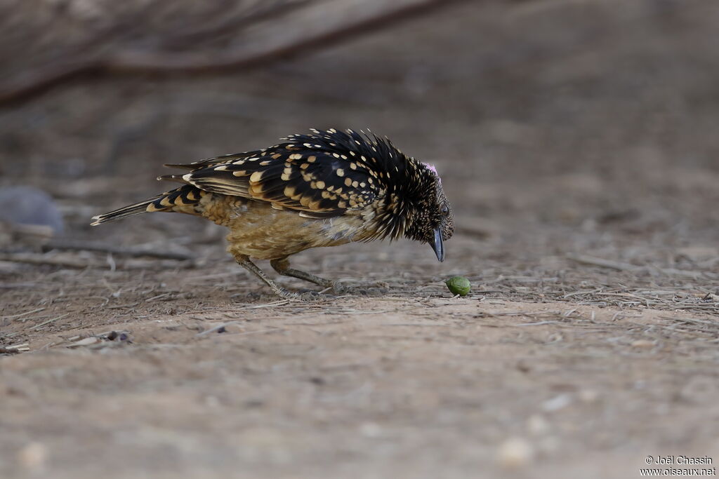 Western Bowerbird, identification, walking