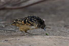 Western Bowerbird