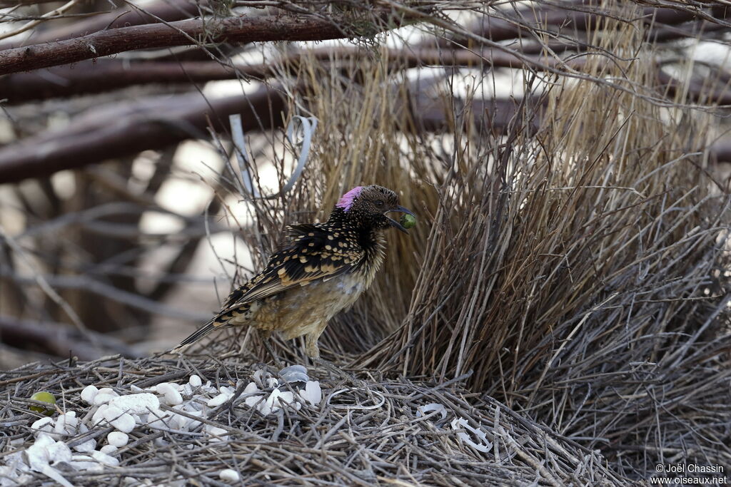 Western Bowerbird male, identification, walking