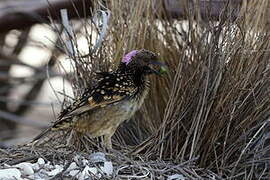 Western Bowerbird