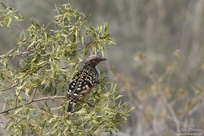 Western Bowerbird, identification