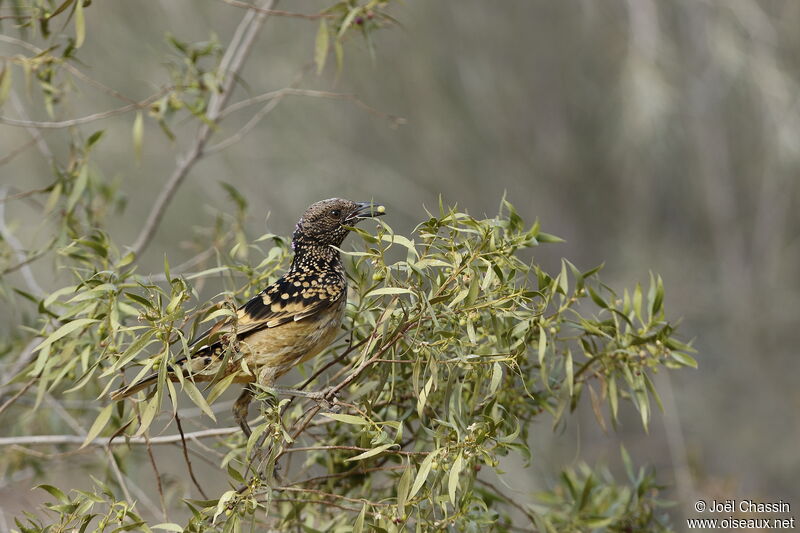 Western Bowerbird, identification