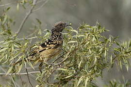 Western Bowerbird