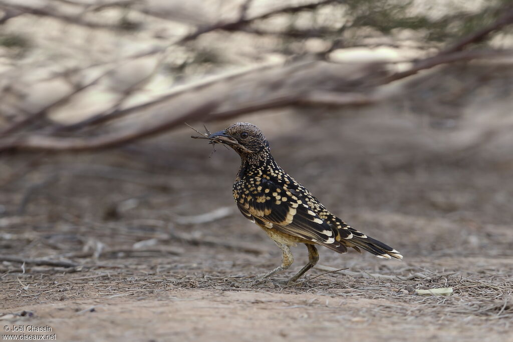 Western Bowerbird, identification