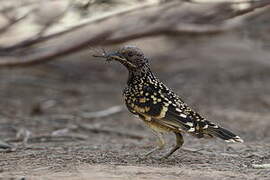 Western Bowerbird