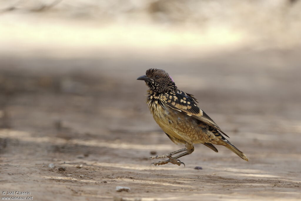 Western Bowerbird, identification