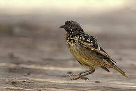 Western Bowerbird