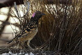 Western Bowerbird