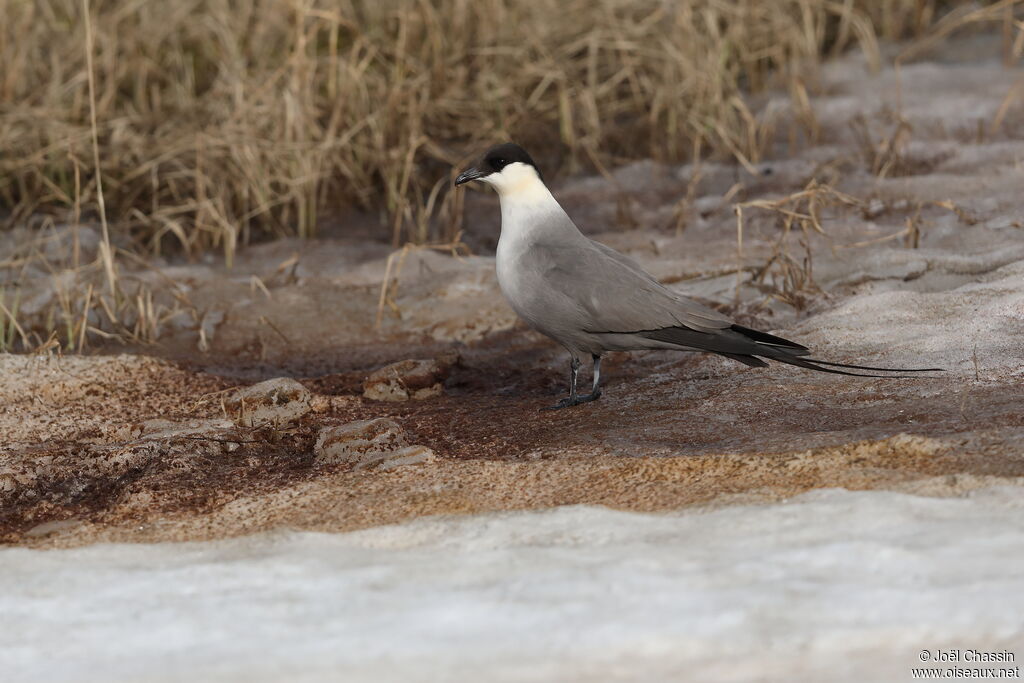 Long-tailed Jaeger