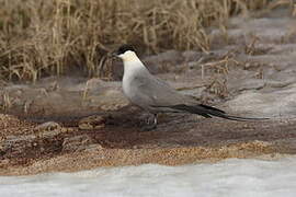 Long-tailed Jaeger