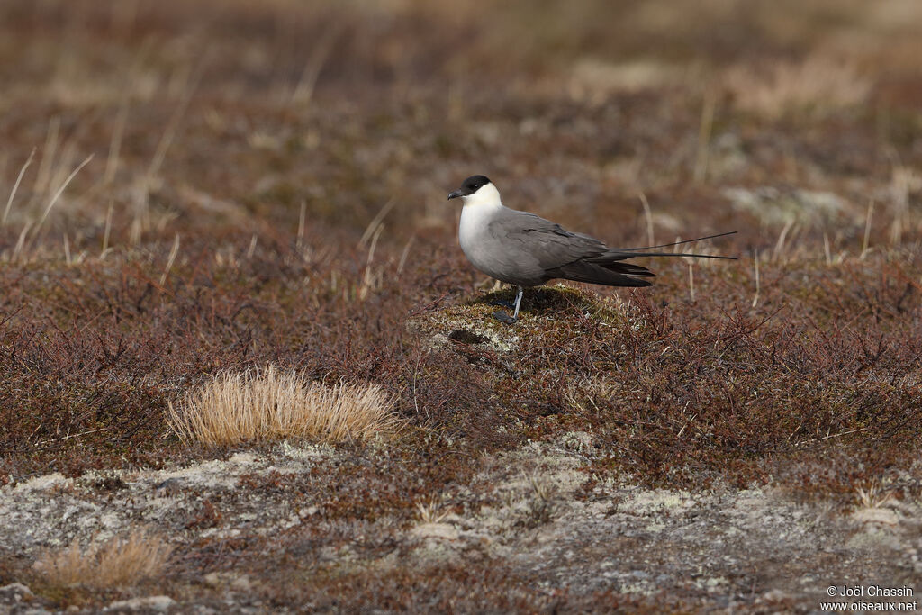 Long-tailed Jaeger